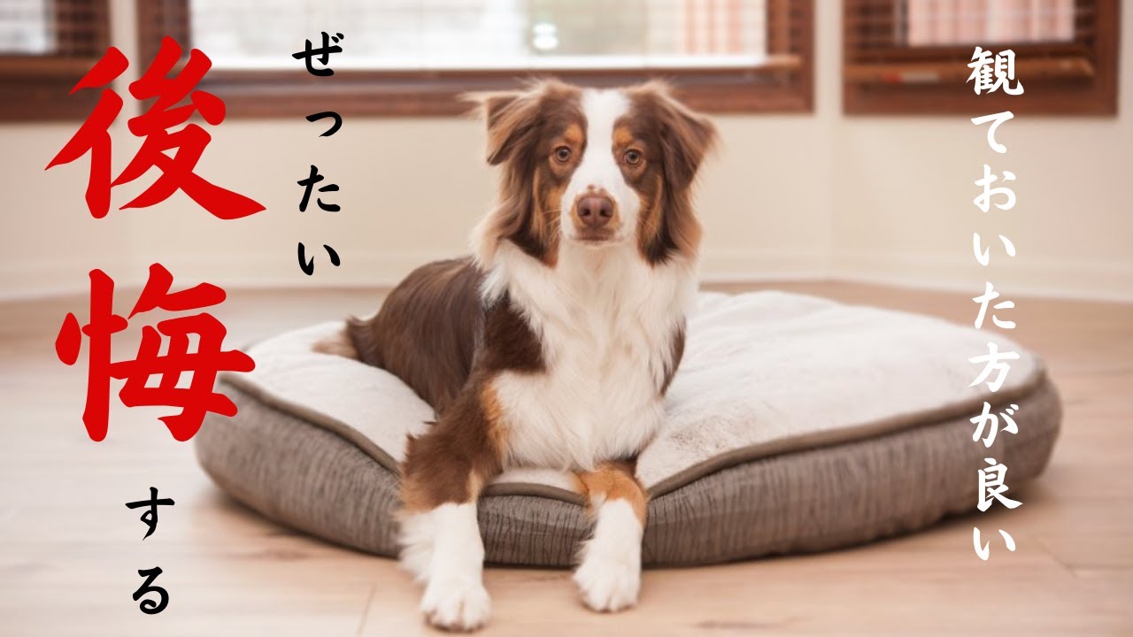 【犬を飼う前に見て】オーストラリアンシェパード（牧羊犬）を飼う前に知っておくべきこと｜どんな難しさがある？解決策もあり！