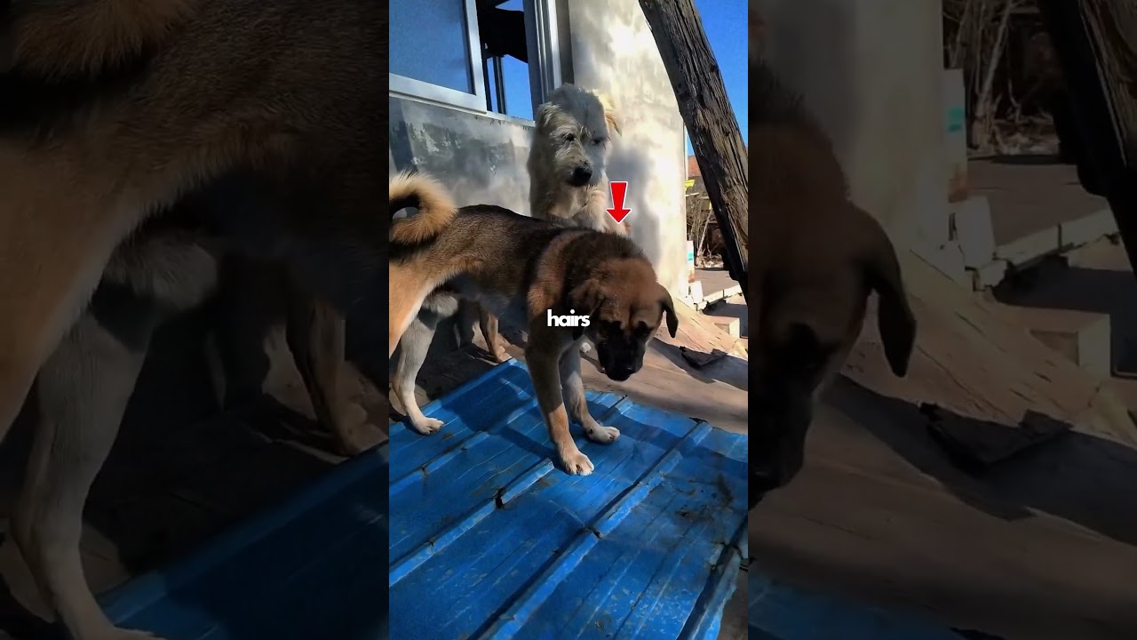 Jak kr&oacute;l Alfa i Ps&oacute;w Karol stracił swoje imperium na rzecz Rocky'ego (🎥 newlu_princess)
