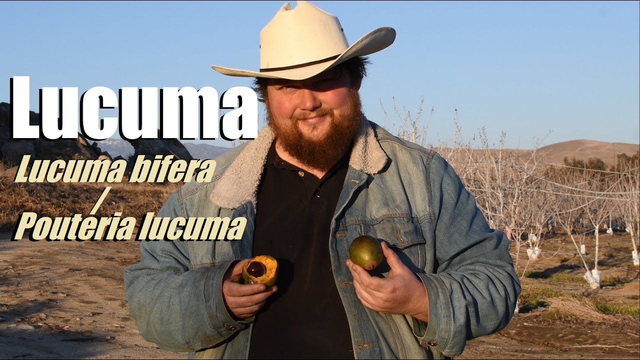 The Real Gold of the Incas? Lucuma (Pouteria lucuma)