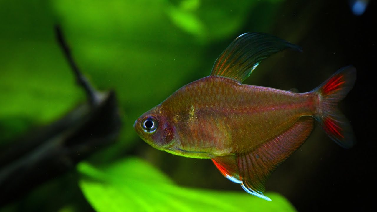 Rosy tetras (Hyphessobrycon rosaceus) spawning colors and behavior. #aquarium #fish #plantedtank