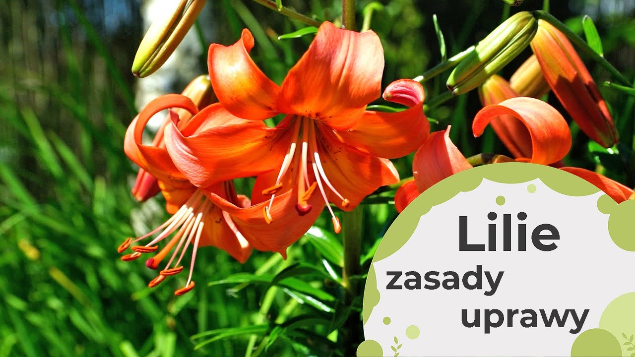Lilie - pielęgnacja przez cały sezon. Obfite kwitnienie lilii. Uprawa lilii przez cały rok
