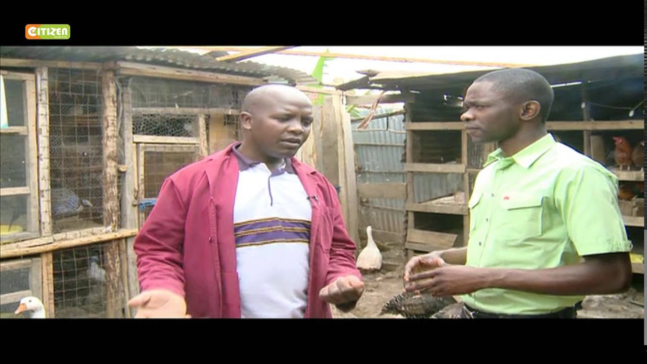 Smart Farm: Fan-tailed Pigeons