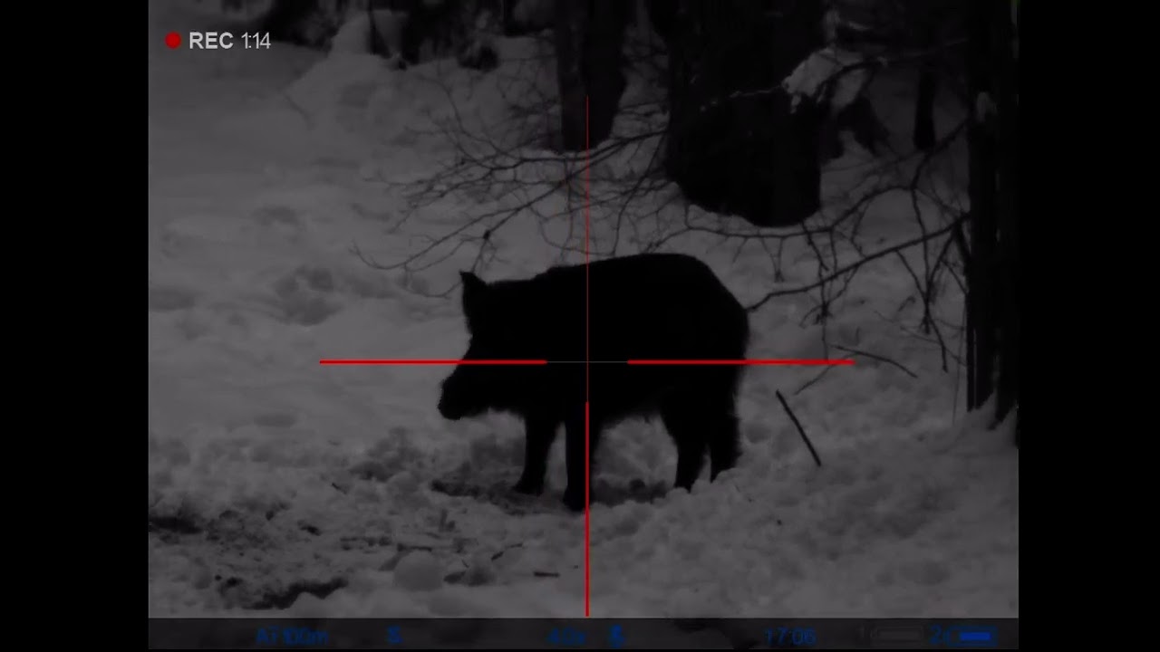Охота на кабана с вышки. 308 калибр. CZ 557 Range Rifle 308 win. #охота #кабан #boarhunting #hunting