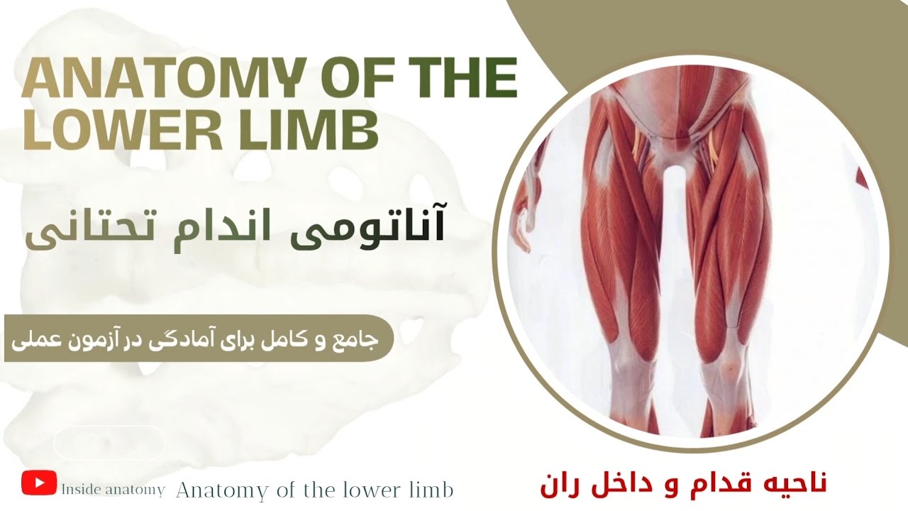 ناتومی اندام تحتانی(تدریس کامل ناحیه قدام و داخل ران) 🔎Lower limb 