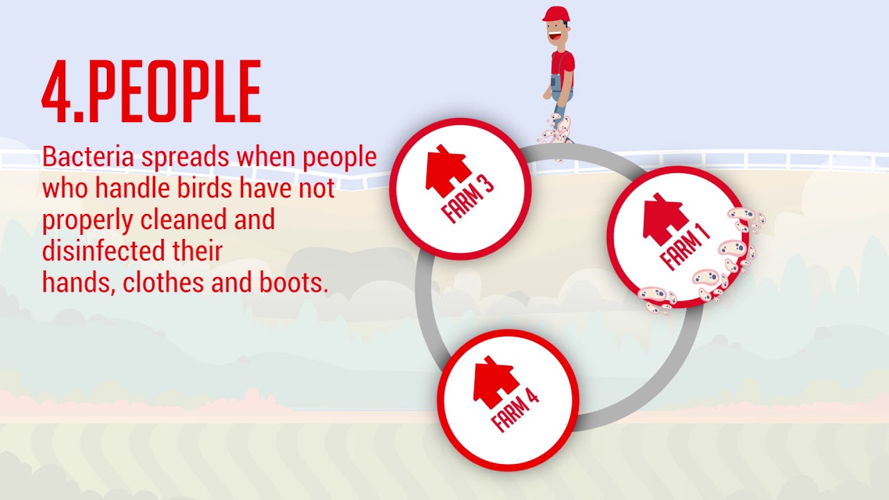 Epol | How diseases spread on a poultry farm