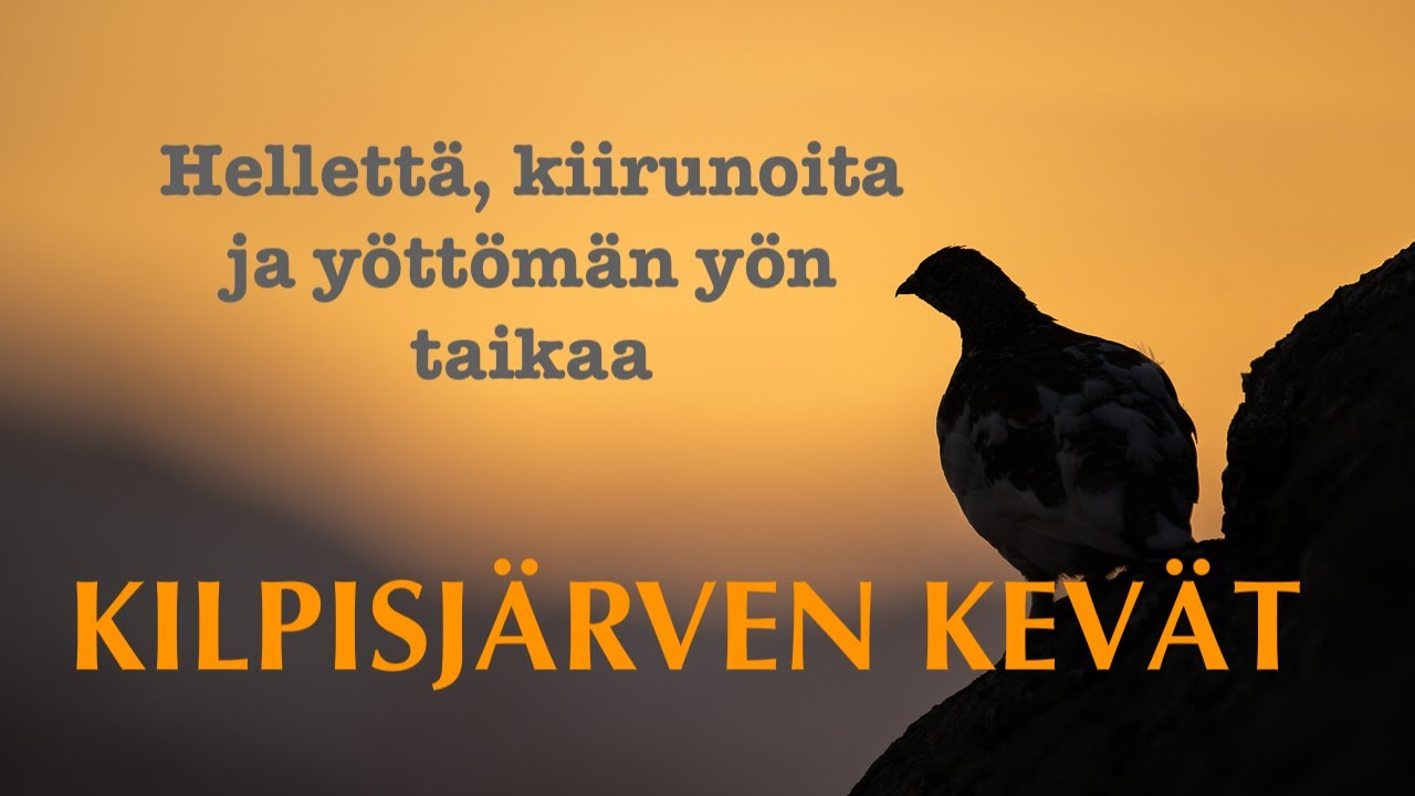 KILPISJÄRVEN KEVÄT. Hellettä, kiirunoita ja yöttömän yön taikaa