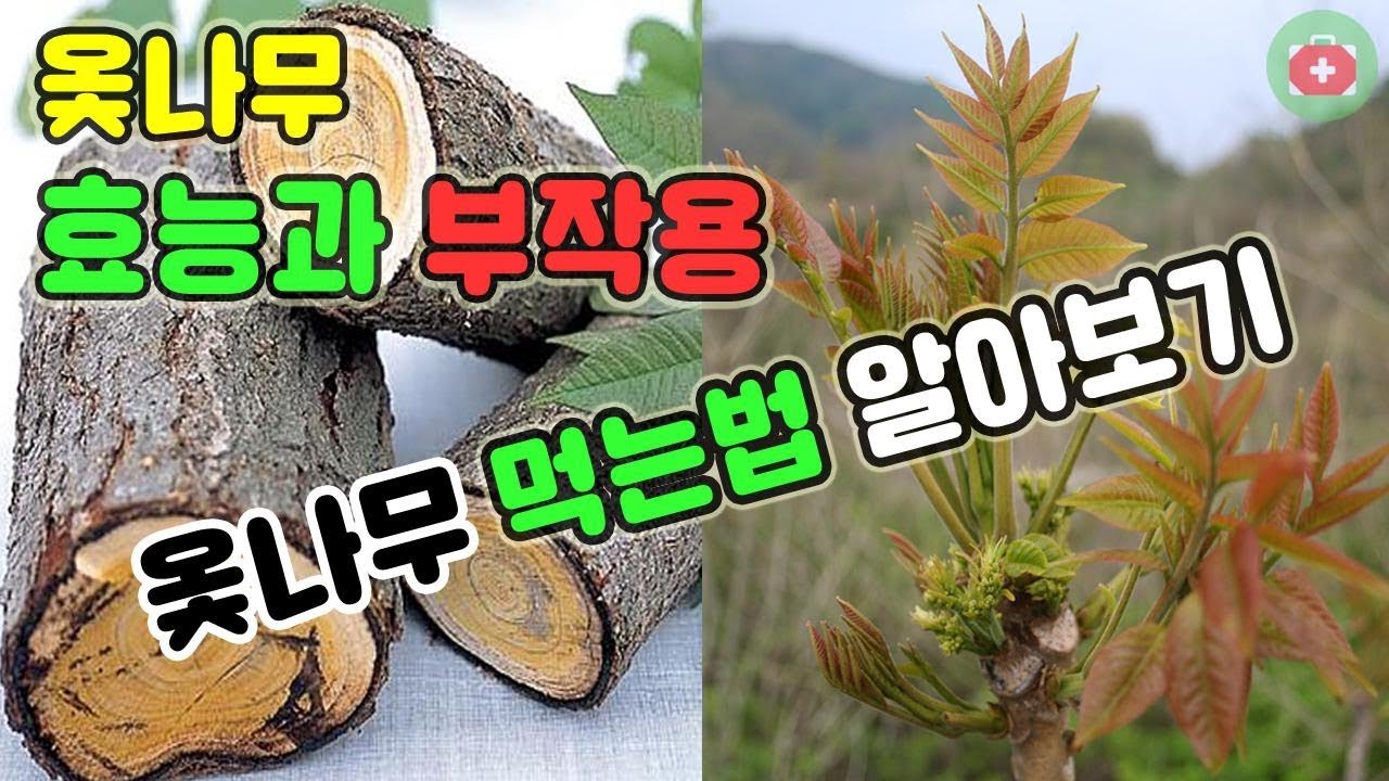 옻나무 효능과 부작용, 옻나무 먹는법 알아보기 | SHARE 건강정보