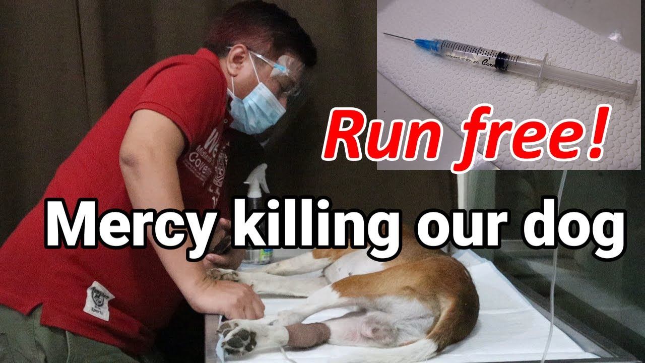 Mercy Killing Our Dog | Distemper | Euthanasia | Run Free Lucky | LIFE (vlog #75)