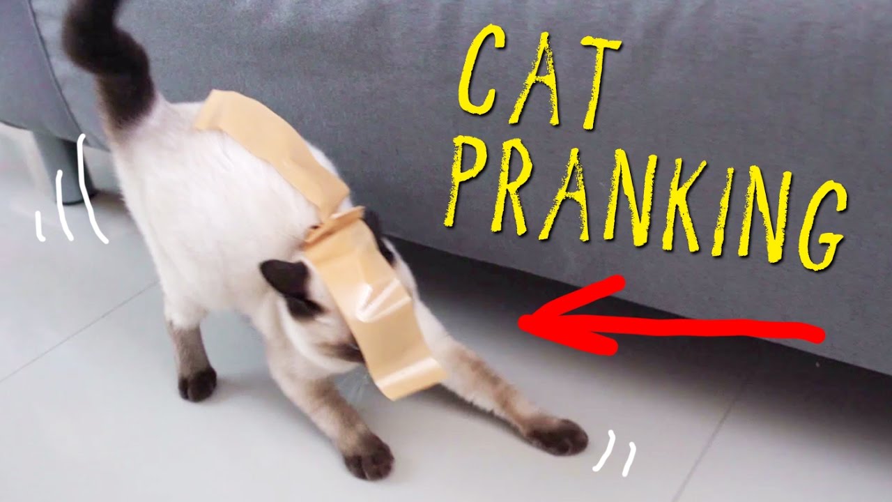 SIAMESE CAT W/ HER FIRST TAPE EXPERIENCE!!