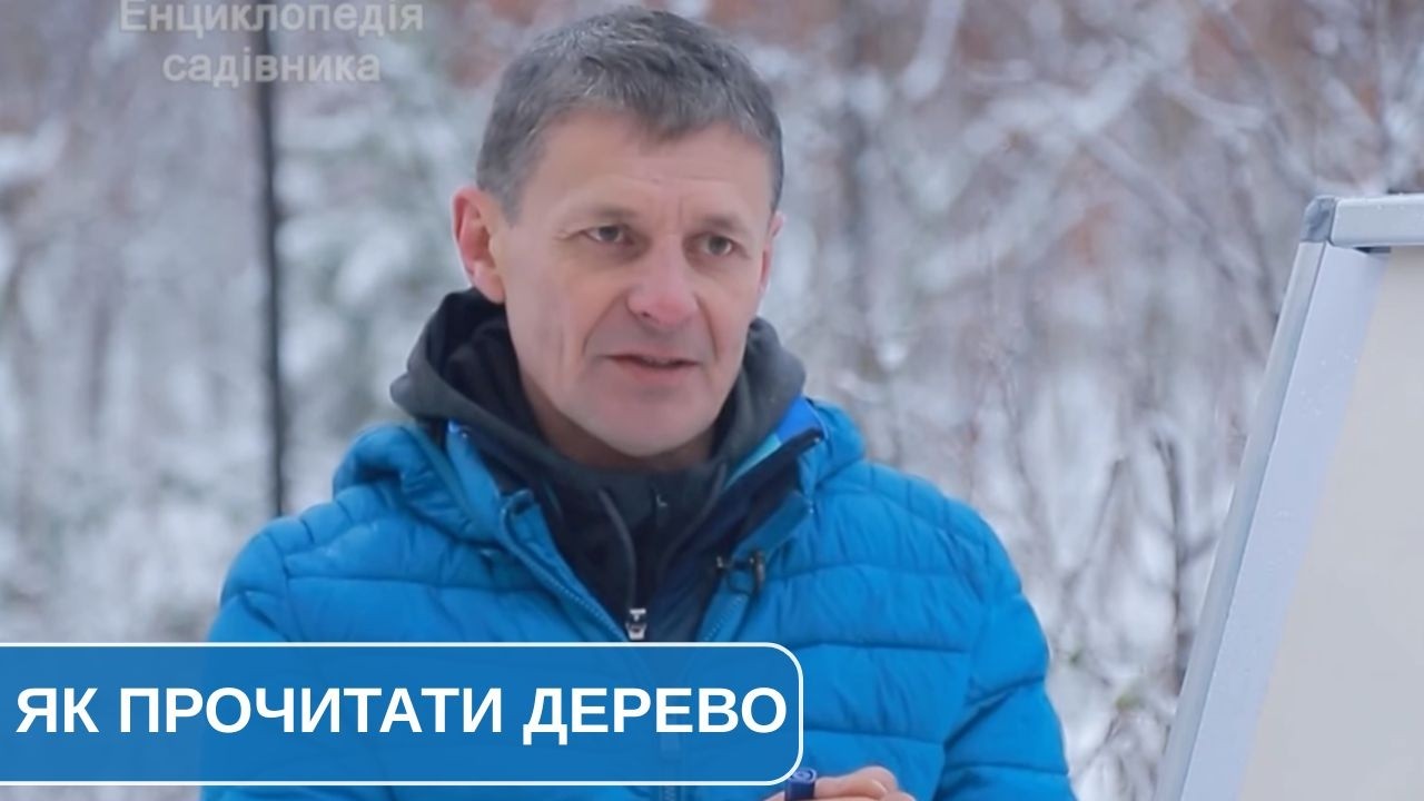 Як правильно оцінити дерево перед обрізкою: вік, порода та баланс ростових і генеративних процесів