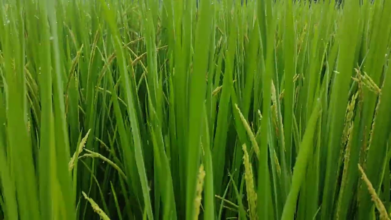 Paddy farming in india | Rice farming in india | 