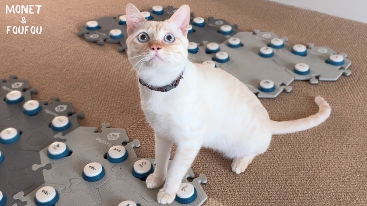 【首輪を外したい猫】ママに何と言えば伝わる⁇
