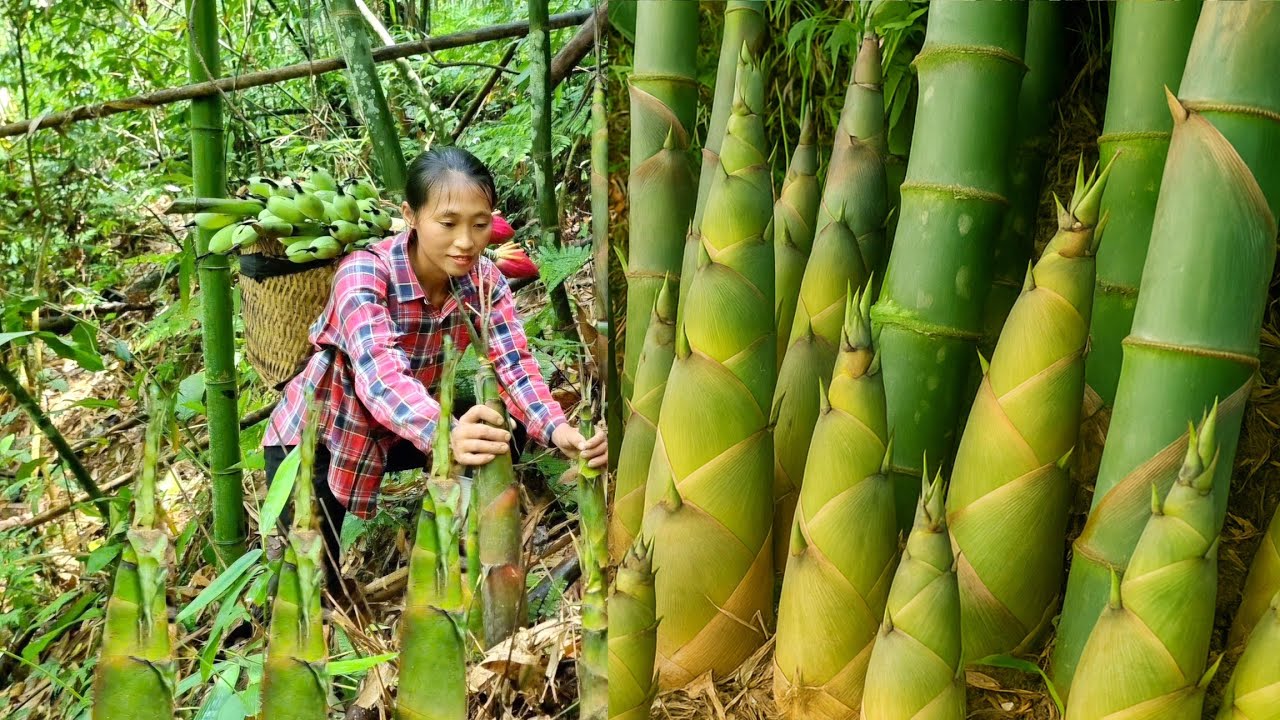 Harvesting Bamboo shoots - goes to the market to sell with my daughter | LTD Daily life