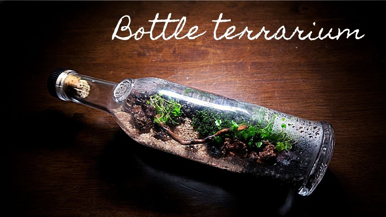 Making a bottle terrarium || How to build a terrarium in a upcycled bottle with DIY tools
