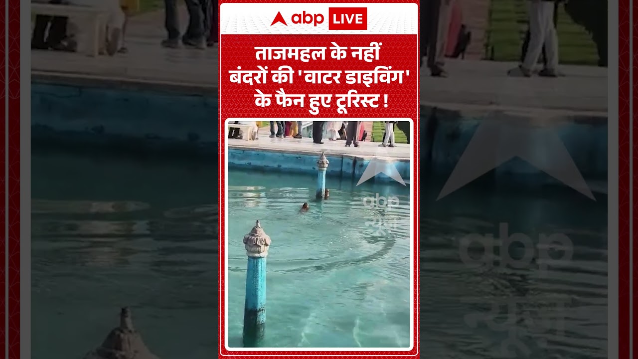 viral video : ताजमहल के नहीं बंदरों की 'वाटर डाइविंग' के फैन हुए टूरिस्ट ! | #tajmahal #agranews