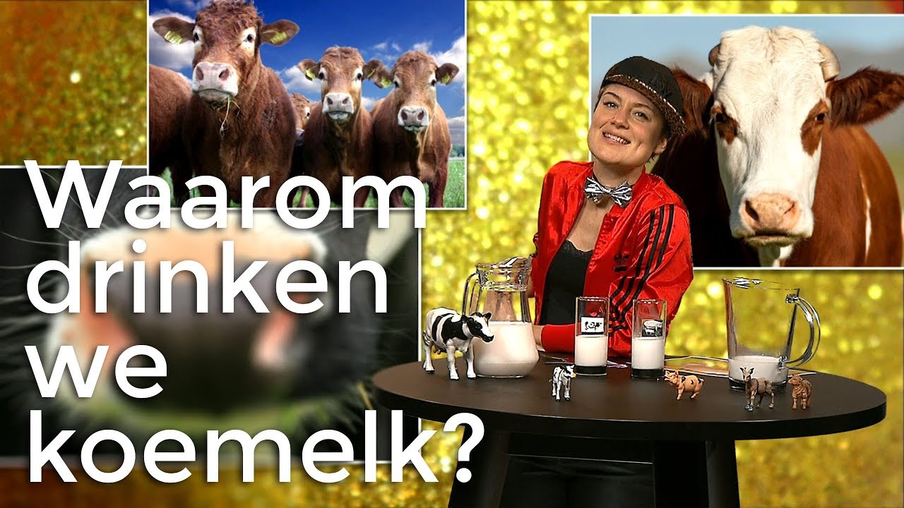 Waarom drinken we koemelk? | Waarom? Daarom! | Het Klokhuis