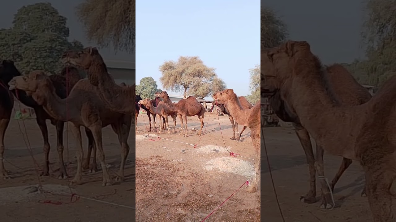 camels are grazing #Camels #Grazing #Nature #animals#ytshorts