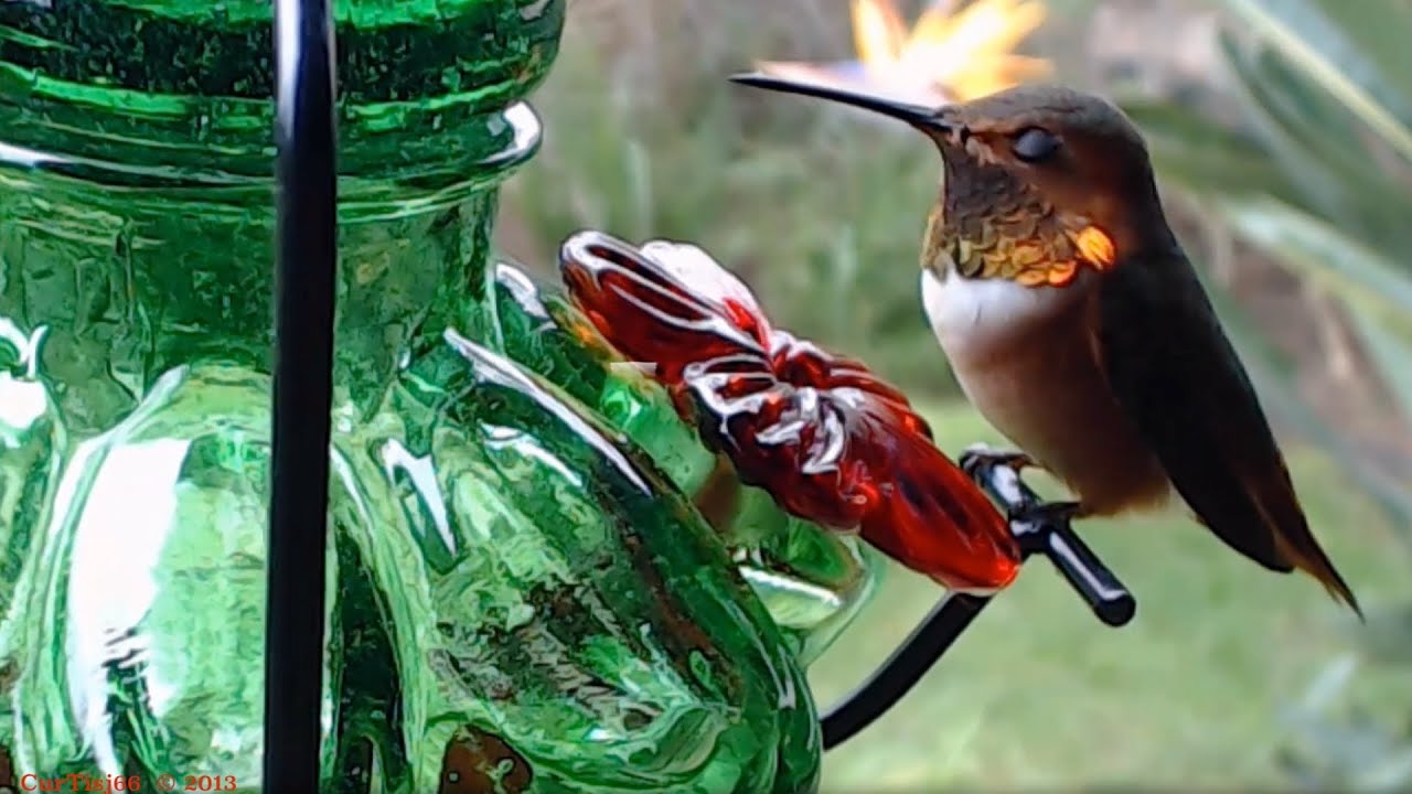 A Hummingbird HangouT wiTh Luis ☀️🌺🐝⛲️🕊️🌴