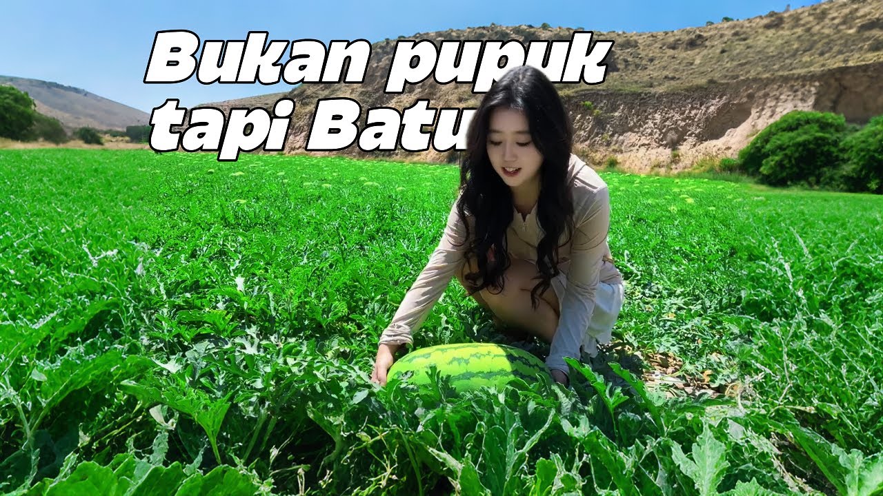 Petani Indonesia ga’ percaya!!!! China sudah pecahkan kode rahasia menanam semangka #pertanian