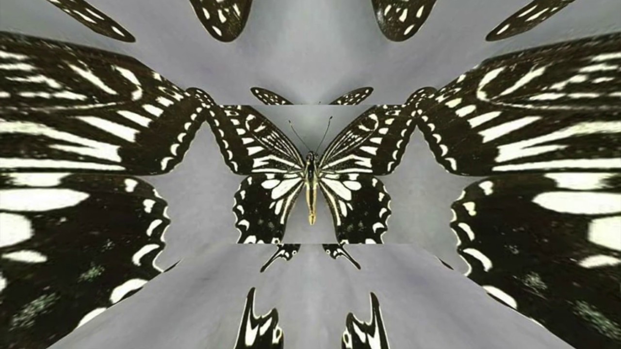 Papilio Xuthus