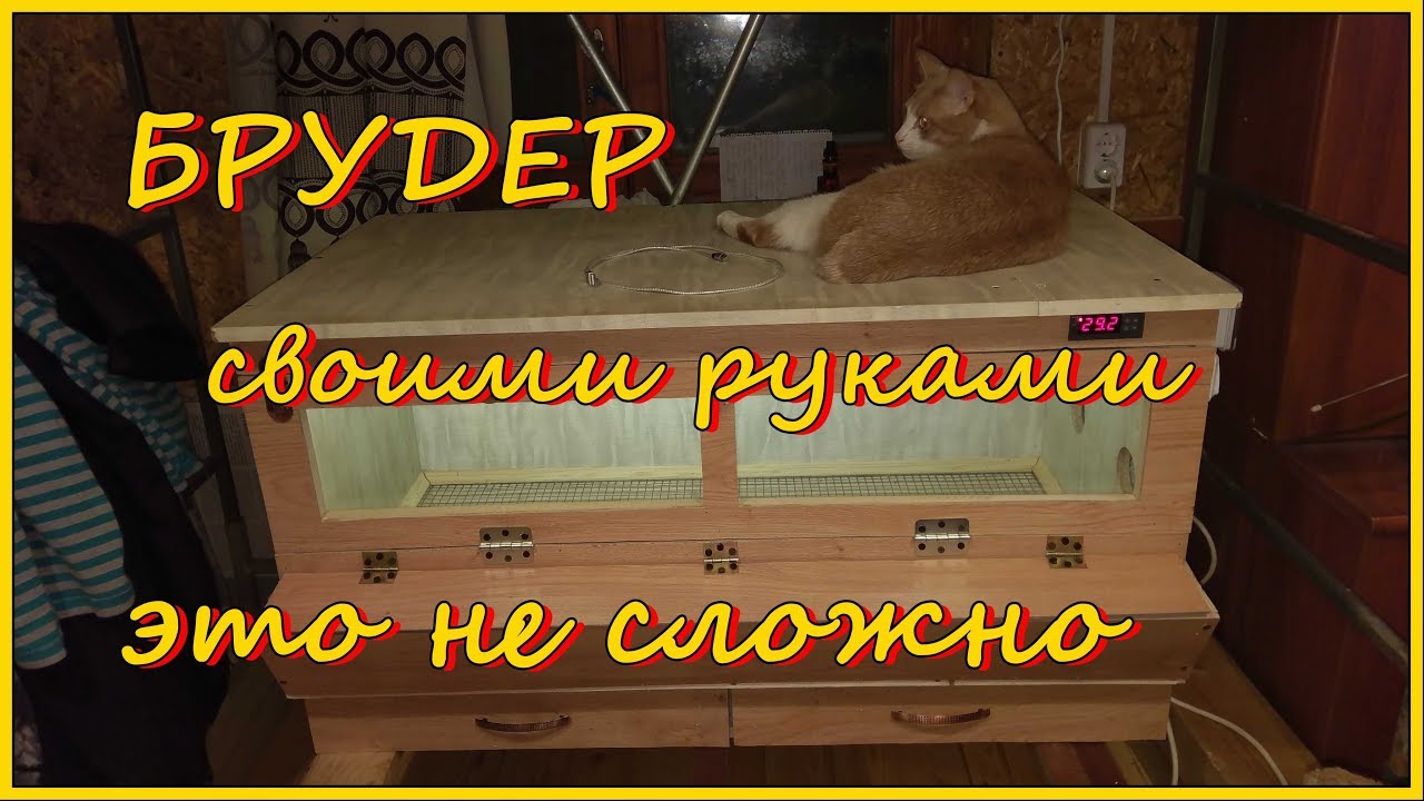 Брудер своими руками. Брудер для цыплят своими руками с автоматикой. DIY