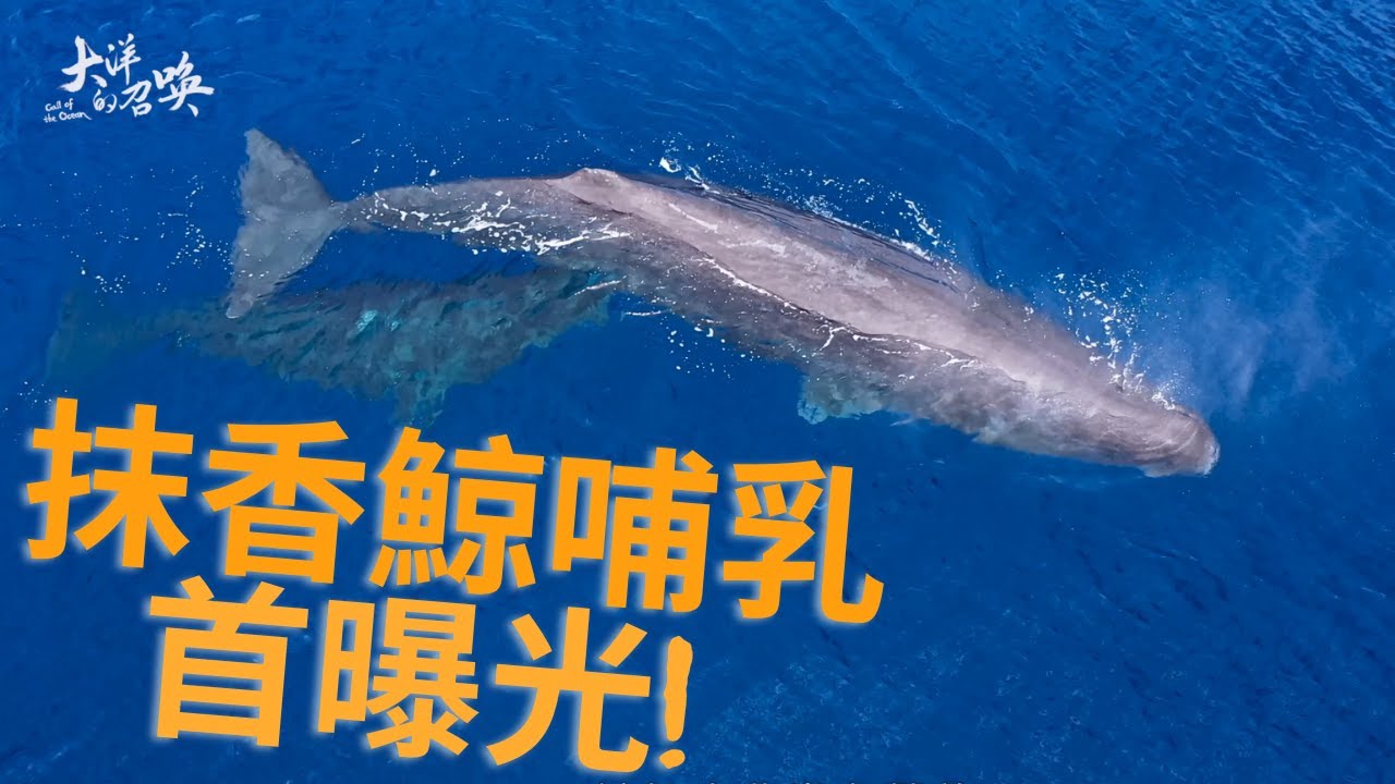 【精選】抹香鯨哺乳畫面首次曝光！超罕見鯨寶寶喝奶就在花蓮外海！金鐘主持人舒夢蘭獨家直擊抹香鯨母子哺乳場景，直呼太感動！喝奶實況全都錄ˍ大洋的召喚ˍ聚焦全世界