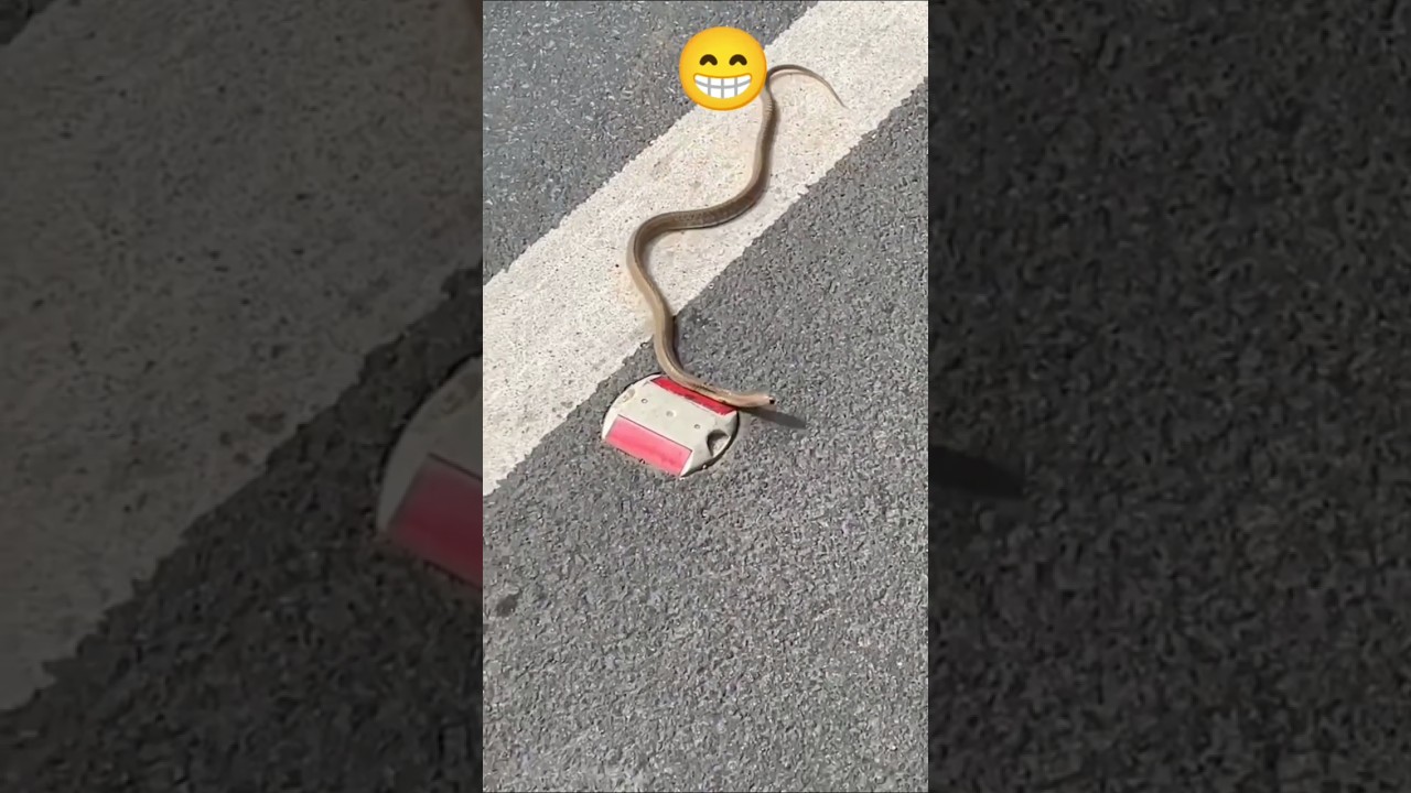 You can ever seen snakes 🤭🤣