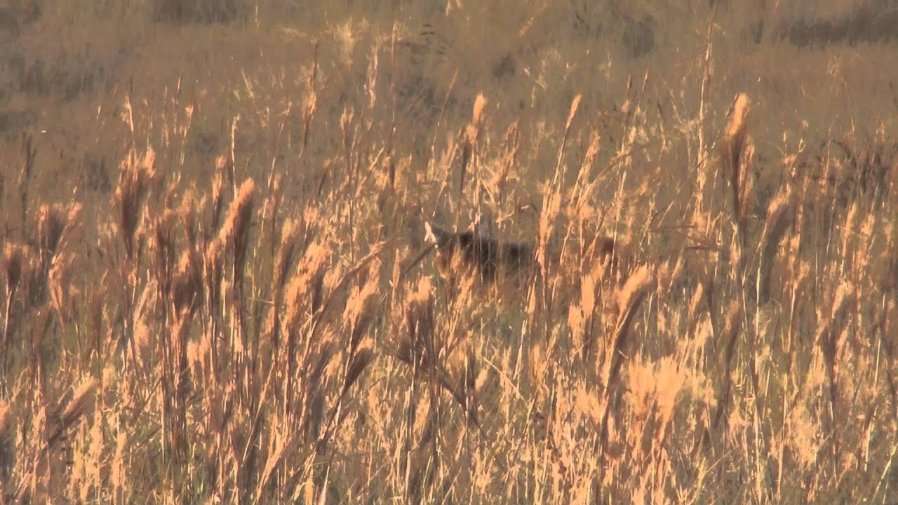Maned wolf roar barking