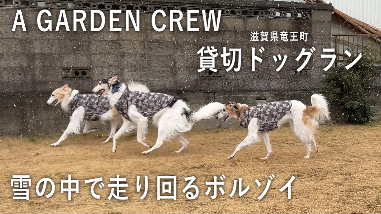 【A GARDEN CREW】滋賀県竜王町にある貸切ドッグランで走り回るボルゾイ！
