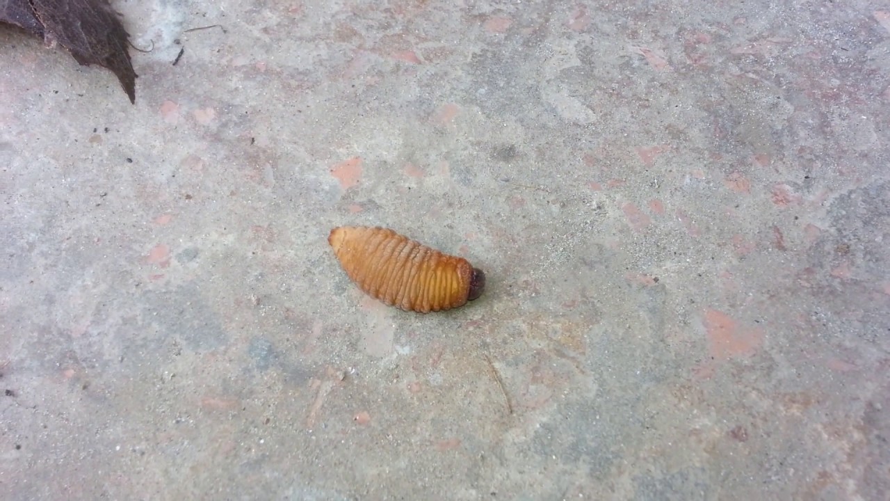 Biggest coconut worm I've ever seen!