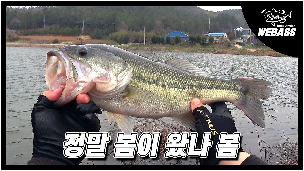 [배스낚시] 봄 배스 핫 하다는 그 동네! 저도 다녀왔어요 Ep.246