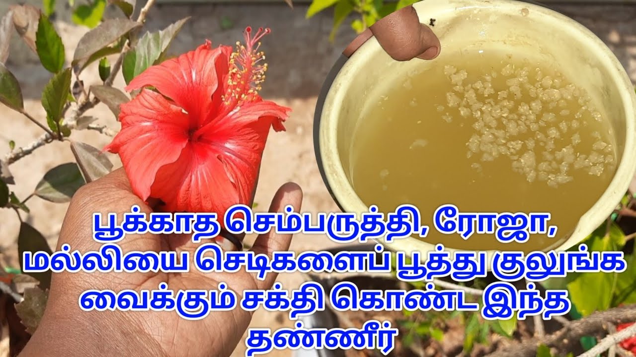 பூக்காத செம்பருத்தி, ரோஜா, மல்லியை செடிகளைப் பூத்து குலுங்க வைக்கும் சக்தி கொண்ட இந்த தண்ணீர்