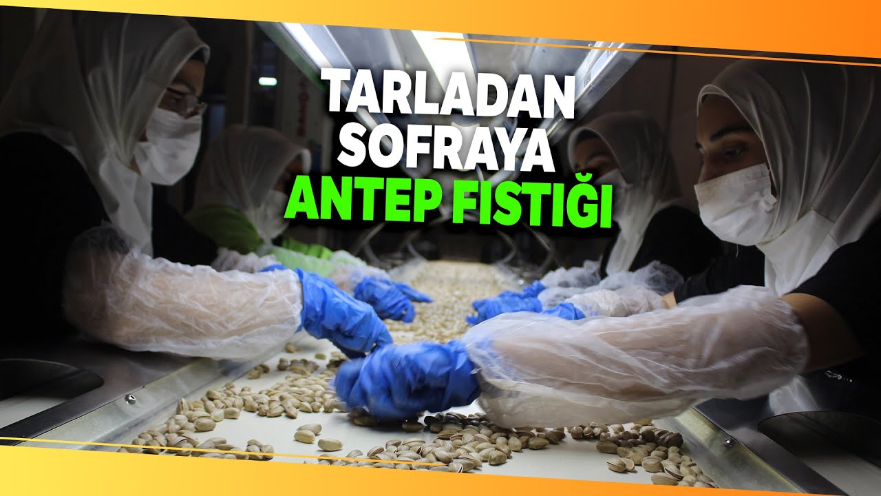 Tarladan Sofraya Antep Fıstığı