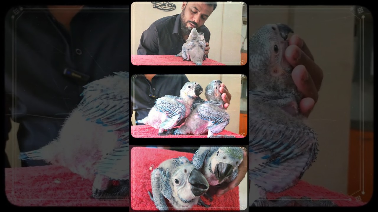 Macaw Chicks | From Handfeed Chicks to Outdoor Trained Macaw 