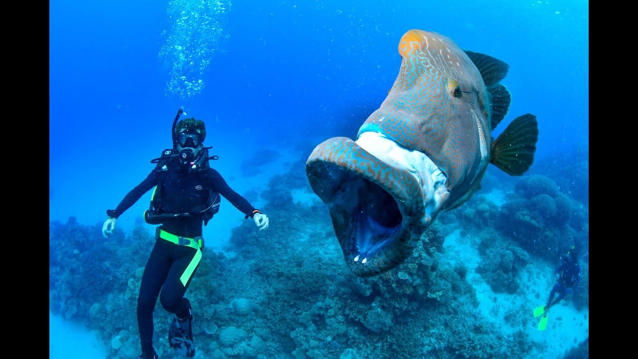 SCUBA Diving On The Great Barrier Reef