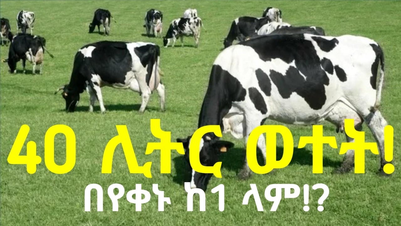 በየቀኑ 40 ሊትር ወተት የሚሰጡ ላሞችን ላስጎብኛችሁ! በየቀኑ ይህን ያክል ወተት ከ1 ላም ማግኘት መቻል ደንቆኛል! ሙሉውን ተሞክሮ ከቪድዮው!