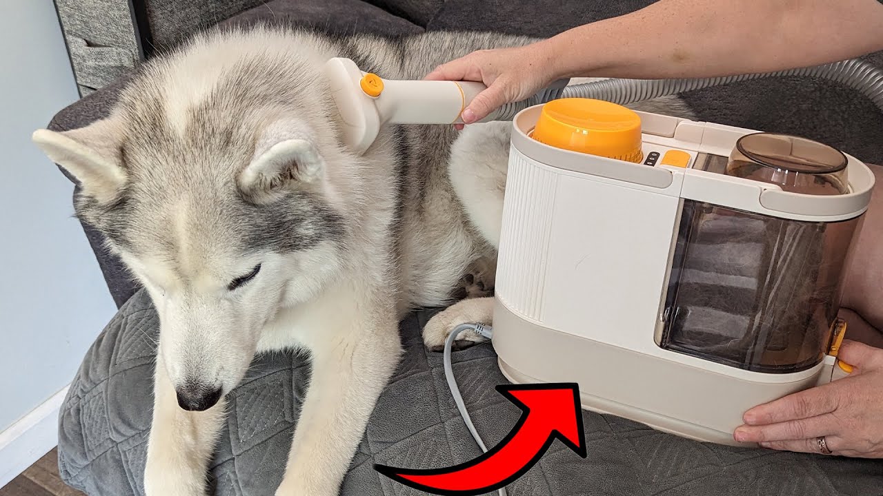 This Dog Grooming Vacuum has SO Many Attachments!