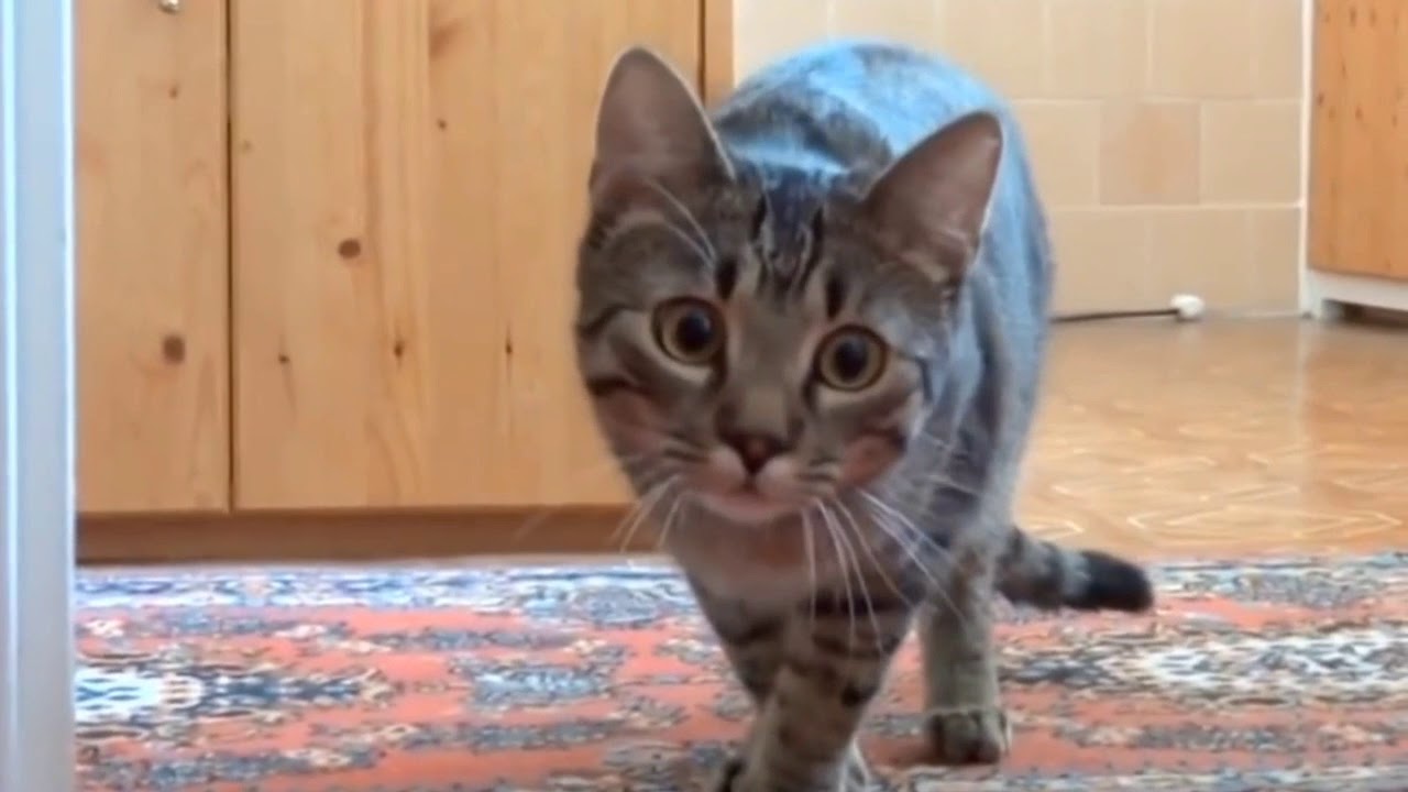 Funny Stalking Cat Video Compilation