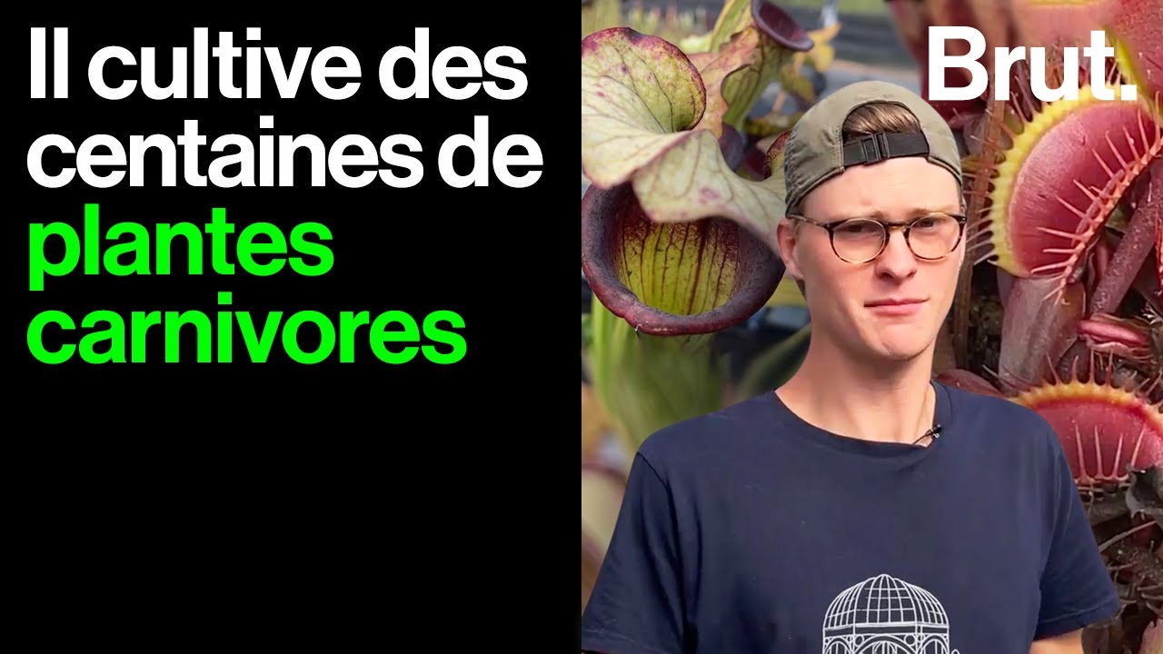 Plantes carnivores : Enzo nous ouvre sa plantation