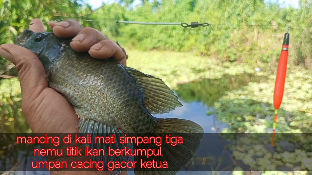 Seperti ini titik sepot bermacam ikan berkumpul simpang tiga kali mati umpan cacing gacor