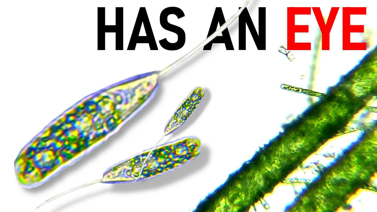 EUGLENOIDS - unicellular organisms with eyes
