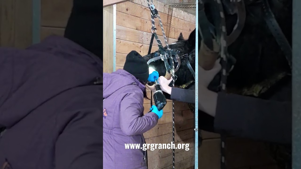 Snippets of a teeth float with GRG Ranch rescue horse, Arabian mare Majik (aka Maggie May).