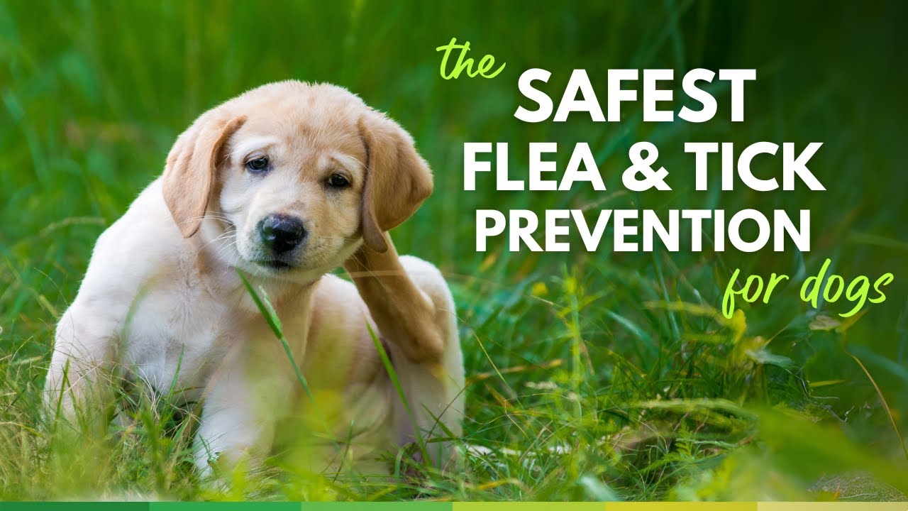 The Safest Flea and Tick Prevention for Dogs
