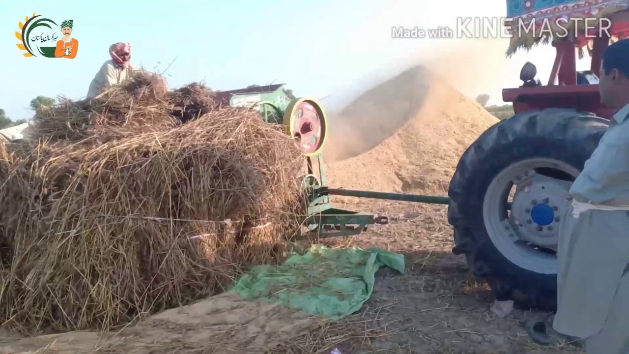 Massey Ferguson 375 thresher  performance in Punjab Pakistan