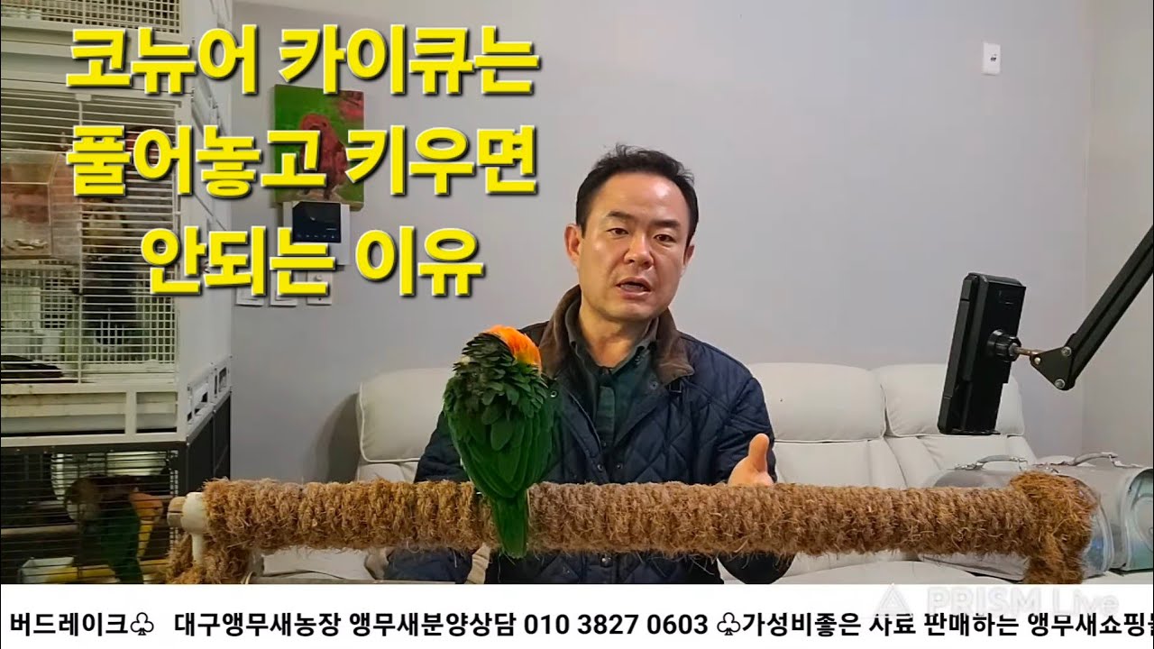 대구앵무새농장 [ Birdlake ] 앵무새 키우는 사람들의 이야기 20260213