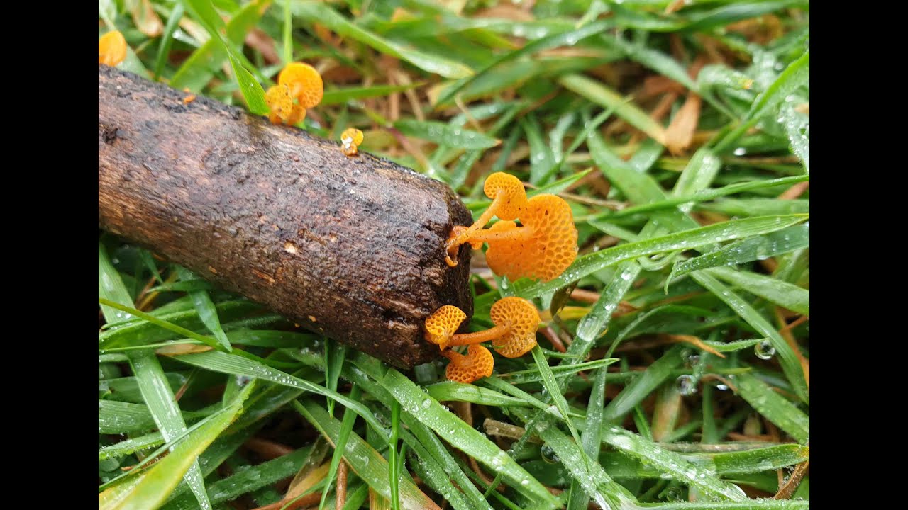 Favolaschia caldera fungus
