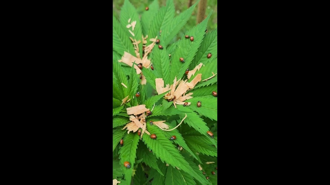 Outdoor Grow update!