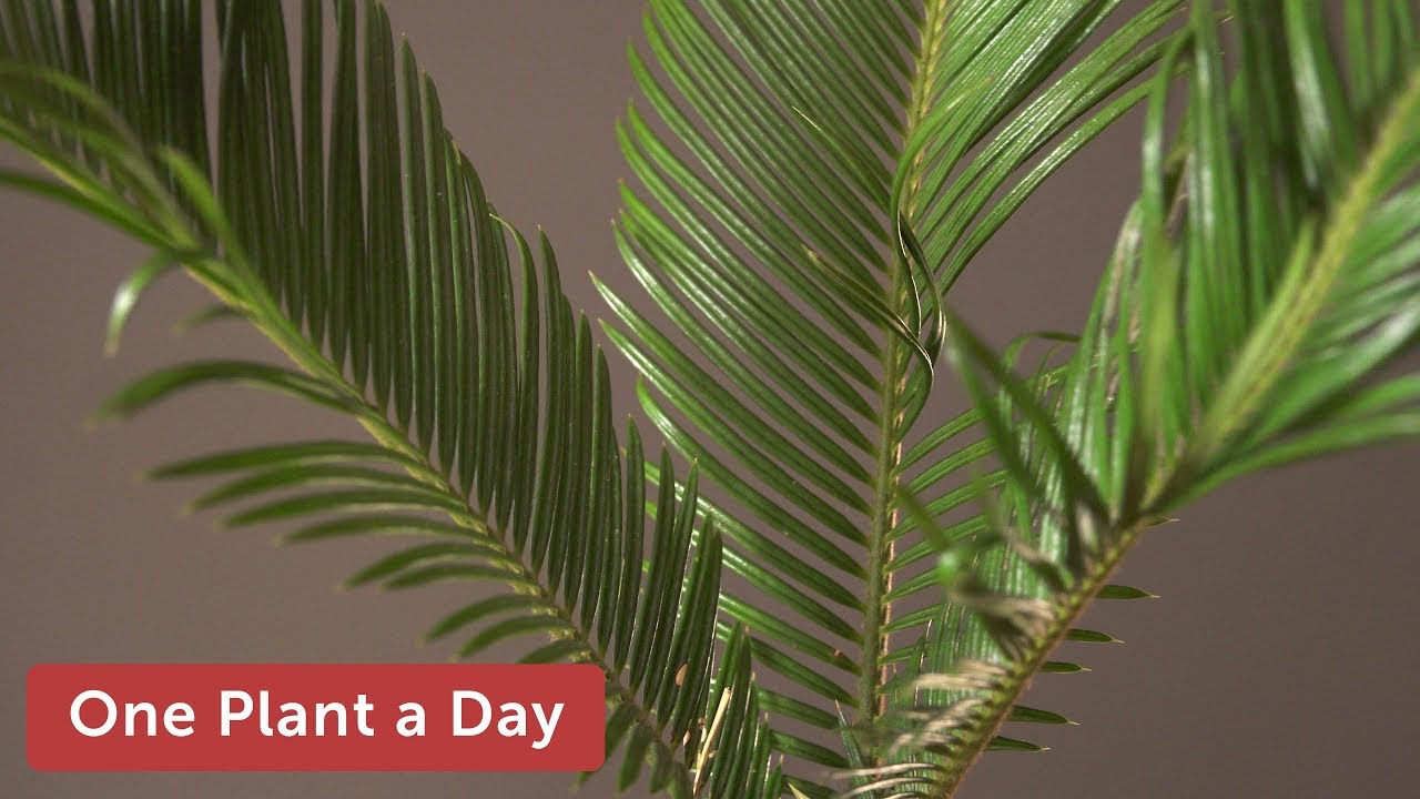 Cycas revoluta (Sago Palm) Houseplant Care — 325 of 365