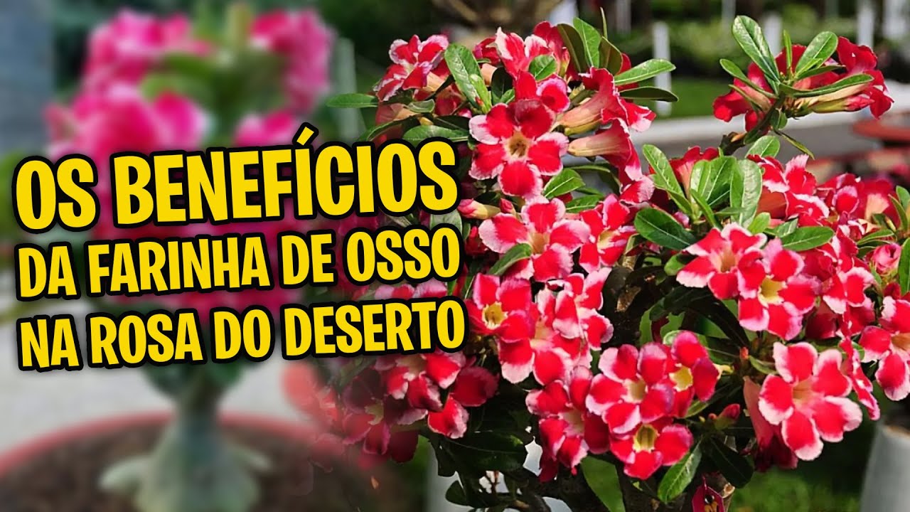 💥INCRÍVEL💥 Use FARINHA DE OSSO na sua Rosa do Deserto e faça ela ENCHER de flores