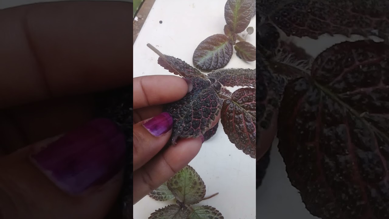 Propagando episcias 😍🌱( mi forma de propagar )